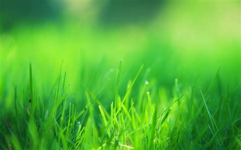 Green Grass Field Hd Nature 4k Wallpapers Images Backgrounds