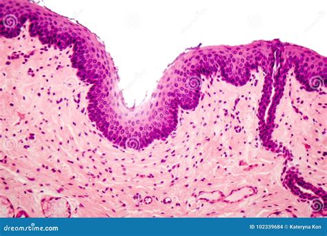 Stratified Squamous Epithelium Stock Photo Image Of Background Cell