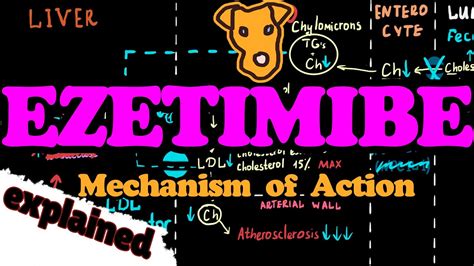 EZETIMIBE ZETIA Mechanism Of Action Indications Explained YouTube