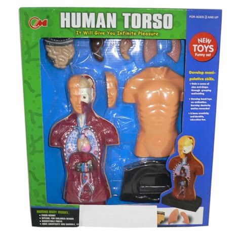 Toy Body Model Human Body Anatomy Human Torso Buy Human Torsobody Modelbody Anatomy Product