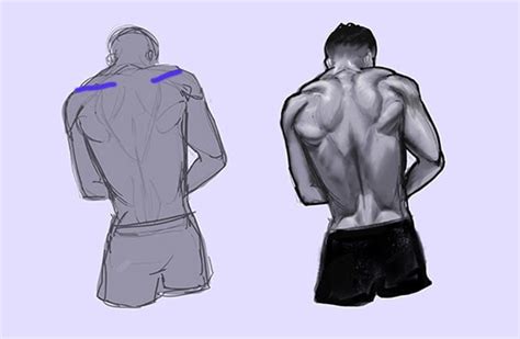 Anime Back Muscles Reference
