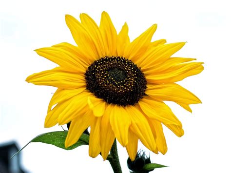 Sebab dalam menggambar bunga ini tidak diperlukan teknik yang sulit. Foto gratis: Mekar, Bunga Matahari, Kuning - Gambar gratis ...