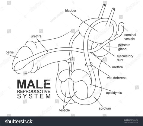 Male Reproductive System Drawing Image Reproductive System Male