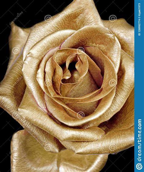 Golden Rose On Black Background Stock Photo Image Of Brown Jewelry