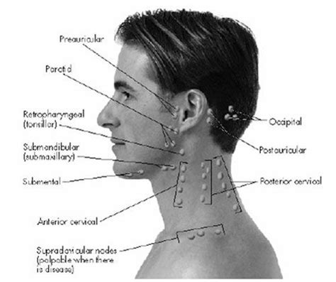 Lymph Nodes Head And Neck Picture2 Lymph Node Location Of Head And