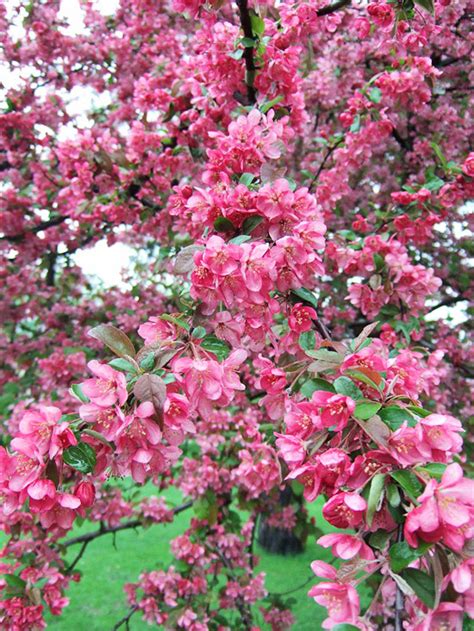 Best Crabapples For Your Yard