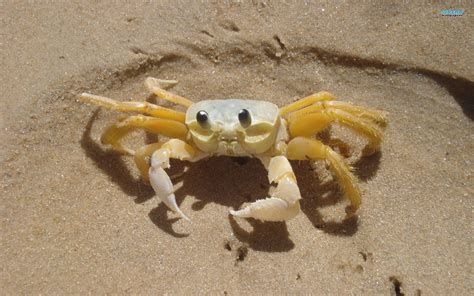 Crab Images Wallpapers 64 Wallpapers Hd Wallpapers