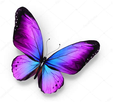 Mariposa Azul Violeta Aislada En Blanco Fotografía De Stock © Sun