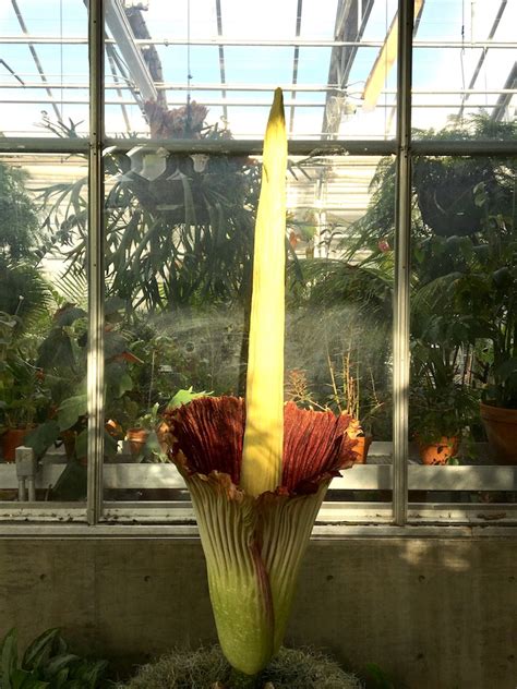 He has a missile that charges up each time a zombie in his lane is defeated. Corpse Flower | Denver Botanic Gardens