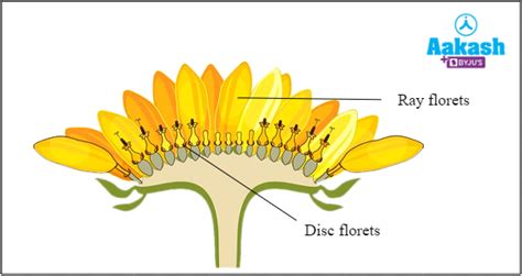Inflorescence Meaning Types And Examples Aesl
