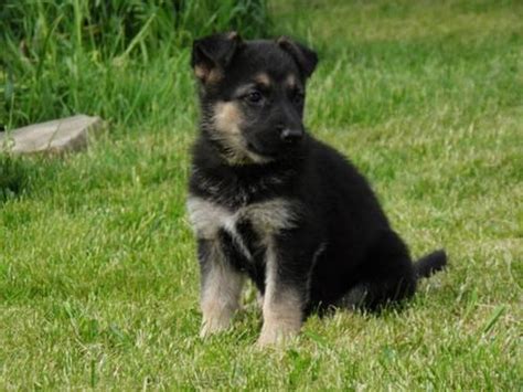 The club puts on akc sanctioned dog shows and matches; QUALITY German Shepherd Puppies, AKC for Sale in Rochester, New York Classified | AmericanListed.com