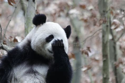 Close Up Giant Panda S Fluffy Face China Editorial Photography Image