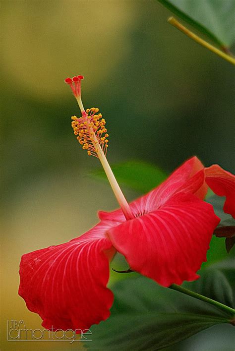 Popular flower gifting days in dominican republic. Pin on Dominican Republic
