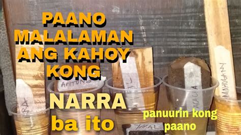 Paano Malalaman Ang Kahoy Kong Narra Ba Ito How To Know That Wood Is