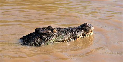 Andamans Want Absolute Protection For Saltwater Crocodile To Be Withdrawn