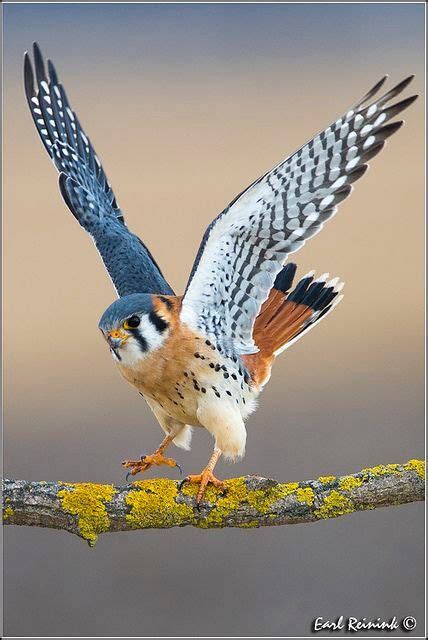 Fotografias Aves Aves Imágenes Fotografias Pajarito Levantando El