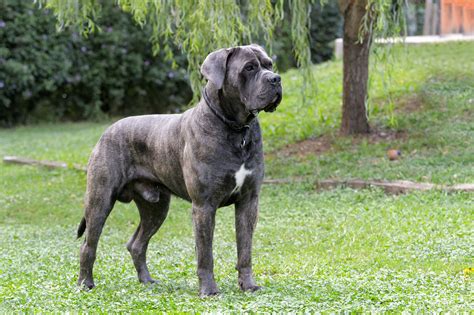 The cane corso has been recorded in. Cane Corso tyson dei corsi della valmorea - 274339