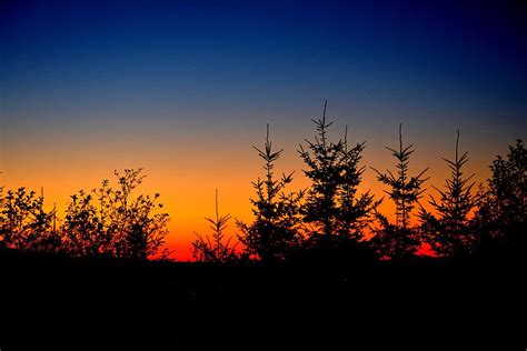 Sunset Pines Photograph By Zoltan Spitzer