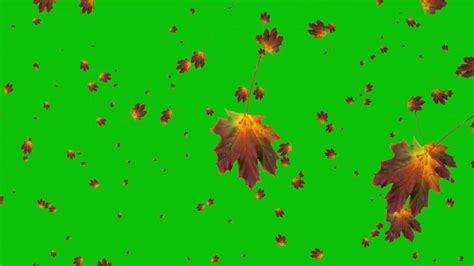 Autumn Leaves Falling Green Screen 4k Falling Leaves Green Screen