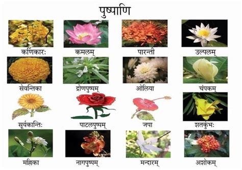 Find pictures of over 1,000 flowers with names on my pinterest board. What do we call rose flower in Sanskrit language? - Quora
