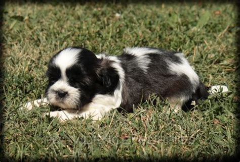 Shitzu puppies seem to be quite small, extremely sweet, and quite lovely. Shih Tzu puppy for sale in WAYLAND, IA. ADN-37921 on PuppyFinder.com Gender: Female. Age: 7 ...