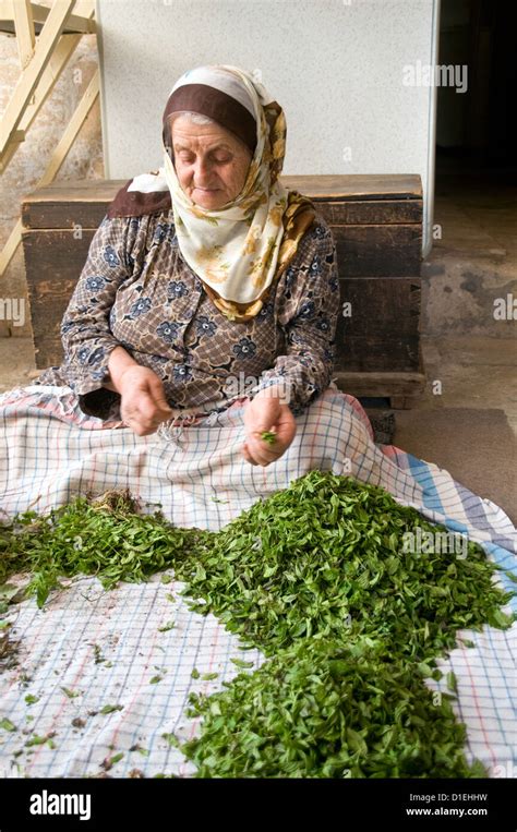 A Turkish Arab Woman Strips Mint Leaves From Their Stems In The Town Of