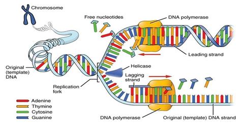 Prokaryotic Dna Replication Enzymes Steps And Significance