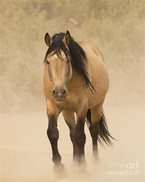 Use them in commercial designs under lifetime, perpetual & worldwide rights. Rare horse - Buttermilk Buckskin Paint Mustang mare named ...