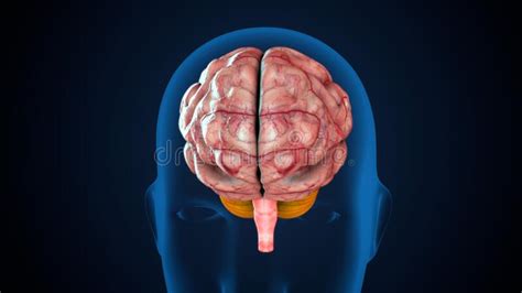 D Renderen Van De Anatomie Van Het Menselijk Lichaam In De Hersenen Stock Illustratie