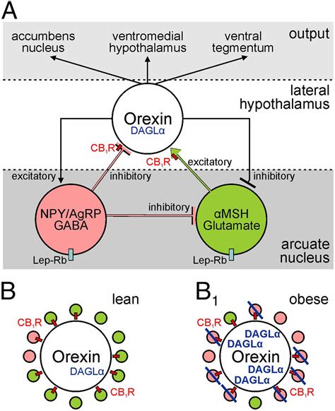 Orexin Neurons Use Endocannabinoids To Break Obesity Induced Inhibition