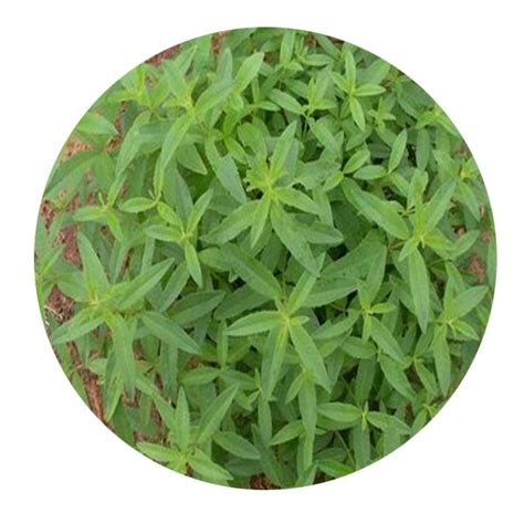 Dwarfgiantfarm 200pcs A Set Lippia Citriodora Seed Proqgf