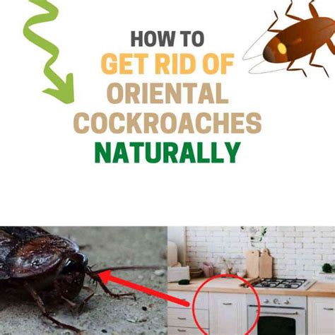 How To Get Rid Of Oriental Cockroaches Naturally Home Remedies Bugwiz