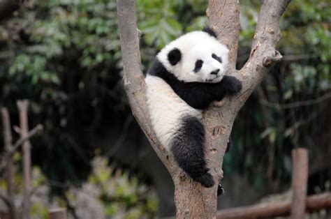 Panda Pandas Baer Bears Baby Cute 61 Wallpapers Hd Desktop And