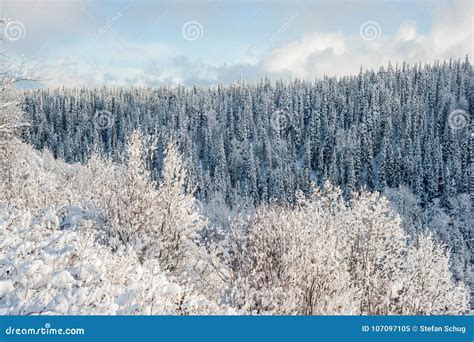 Winter Forest Of Northern British Columbia Canada Stock Image Image