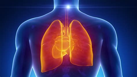 Beating Human Heart Stock Footage Video 2757695 - Shutterstock