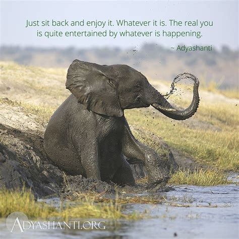 Beautiful Elephant Quotes Shortquotescc