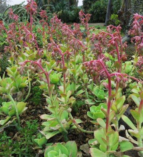 Echeveria Pallida Succulent Guide