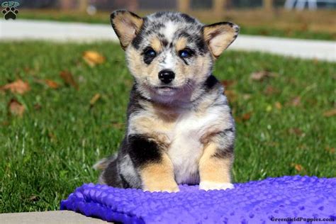 *** all puppies have been reserved*** our gorgeous family pet holly has had an adorable litter of welsh corgi pembroke puppies. Widget - Siborgi/Horgi Puppy For Sale in Pennsylvania