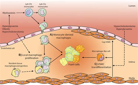 Frontiers Monocytes Macrophages And Metabolic Disease In