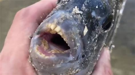Fish With Human Like Teeth Is Caught By Angler In Florida Dimplify