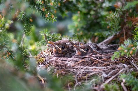 Nesting Season Pruning Guide Helping Birds Thrive In The Garden