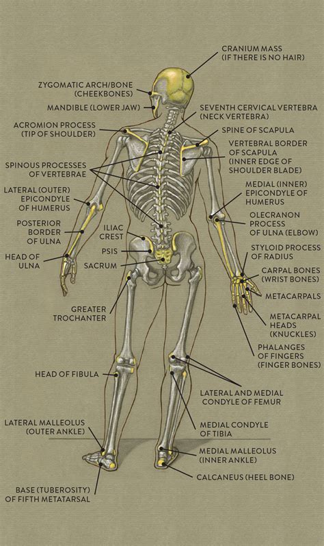 Long bones, short bones, and flat an extremely important zone in human development, the epiphyseal plate is responsible for. The Cranium