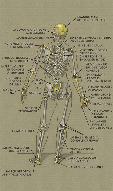 Galleries for anatomical illustrations of the human body. The Cranium