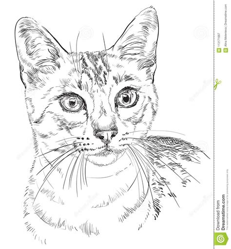 Download Egyptian Mau Cat stock vector. Illustration of fluffy - 113171667