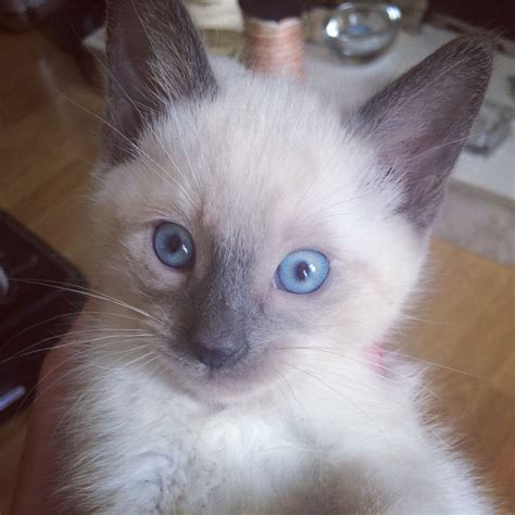 Siamese cats are not hypoallergenic. 7 week old half siamese kittens.. ready in 1 week | Ashton ...