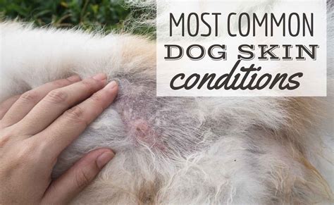 10 Most Widespread Canine Pores And Skin Situations Petslovely