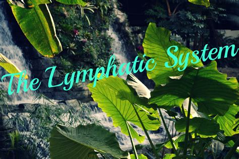 What Is The Lymphatic System