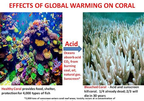 Maybe you would like to learn more about one of these? EFFECTS OF GLOBAL WARMING ON CORAL | Simone Super Energy