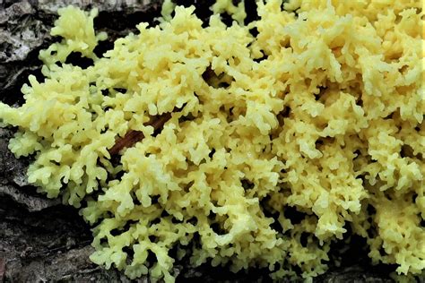 Fuligo Septica Today Was Slime Mould Day Mike Taylor Flickr