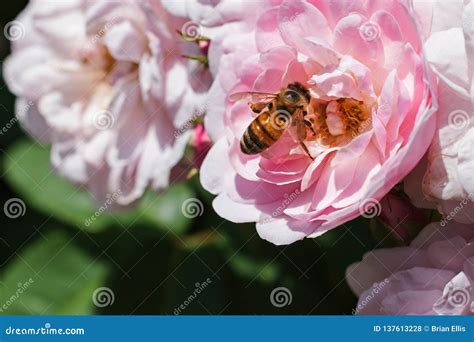 Bee Sitting On A Rose Stock Photo Image Of Garden Natural 137613228